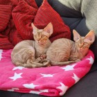 Haley og Humberdinck pa rod pude