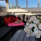 Katte i udestue pa rod pude